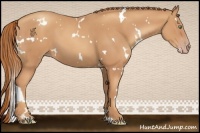 Horse Color:White Spotted Gold Champagne 