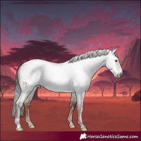 Horse Color:Gray Liver Red Dun Roan 