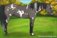 Horse Color:White Spotted Grullo