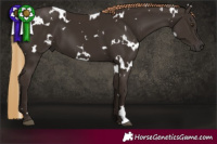 Horse Color:White Spotted Liver Chestnut 