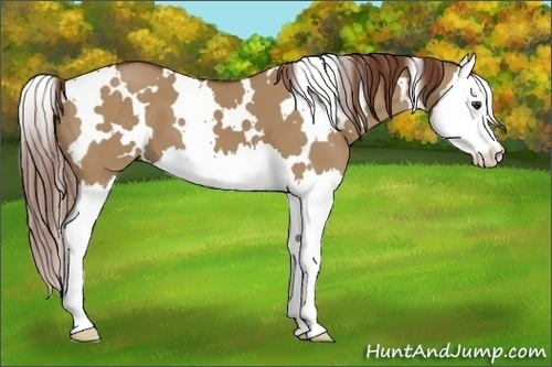 Horse Color:White Spotted Red Dun Splash 