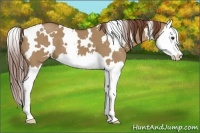 Horse Color:White Spotted Red Dun Splash 