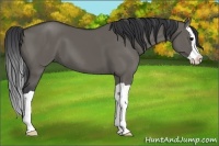 Horse Color:Grullo Splash 