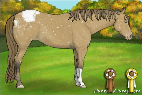 Horse Color:Buckskin Appaloosa 