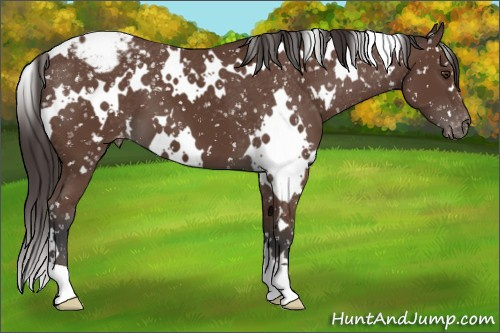 Horse Color:White Spotted Bay Appaloosa 