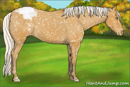 Horse Color:Silver Buckskin Appaloosa 