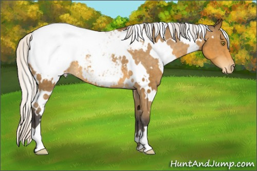 Horse Color:White Spotted Silver Buckskin Appaloosa 