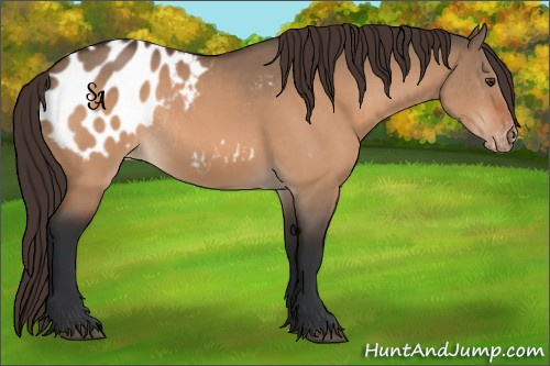 Horse Color:Bay Dun Appaloosa Rabicano