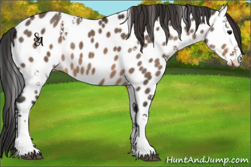 Horse Color:White Spotted Brown Dun Appaloosa 