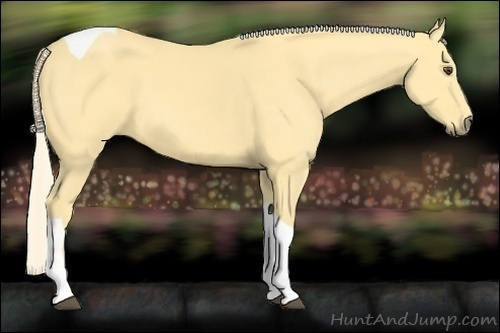 Horse Color:Palomino Dun Tobiano