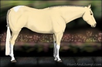 Horse Color:Palomino Dun Tobiano 