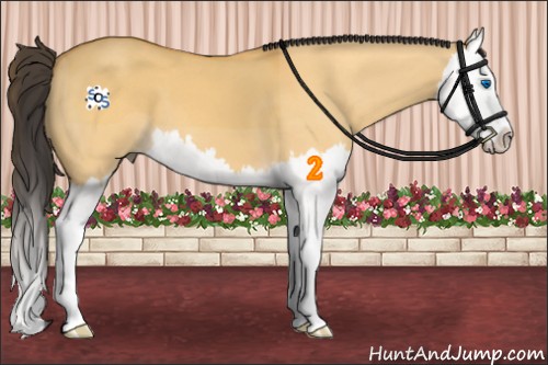 Horse Color:Buckskin Dun Splash 