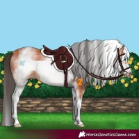 Horse Color:White Spotted Bay Frame
