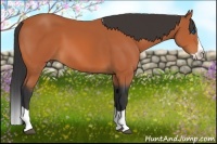 Horse Color:Bay Splash 