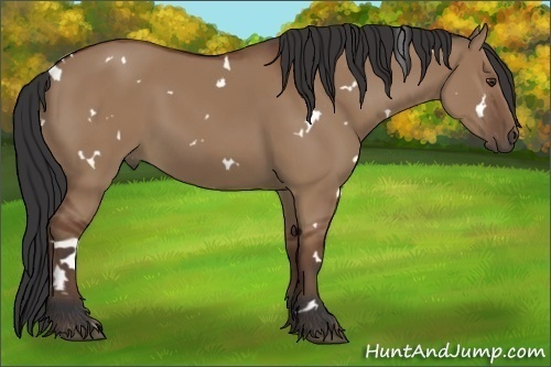 Horse Color:White Spotted Bay Dun 