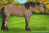Horse Color:White Spotted Bay Dun