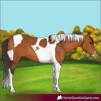 Horse Color:Bay Tobiano 
