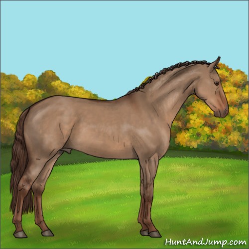 Horse Color:Liver Red Dun 