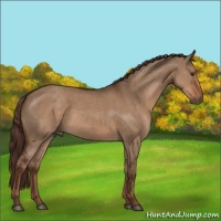 Horse Color:Liver Red Dun 