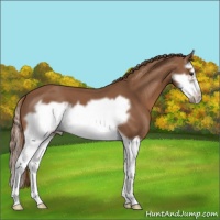 Horse Color:Chestnut Splash Frame