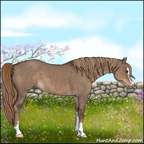 Horse Color:Liver Red Dun Sabino 