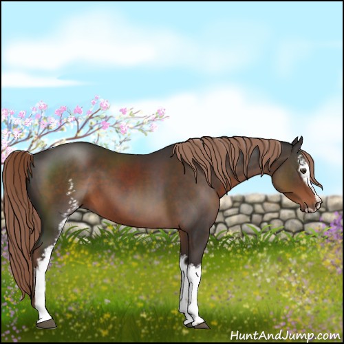 Horse Color:White Spotted Liver Chestnut Sabino 