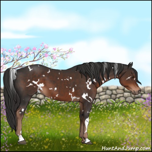 Horse Color:White Spotted Liver Chestnut 