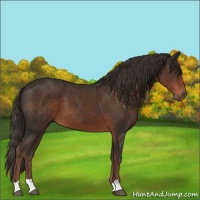 Horse Color:Liver Chestnut 
