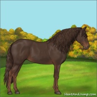 Horse Color:Liver Chestnut 