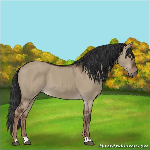 Horse Color:Liver Red Dun