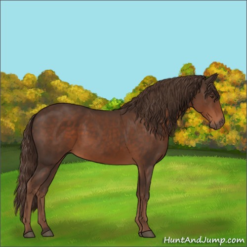 Horse Color:Liver Chestnut 