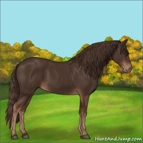 Horse Color:Liver Chestnut