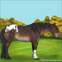 Horse Color:Brown Appaloosa Rabicano 
