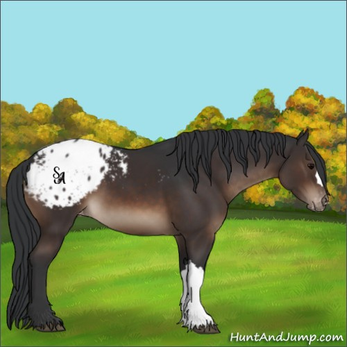 Horse Color:Brown Appaloosa