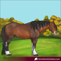 Horse Color:Bay Sabino Tobiano
