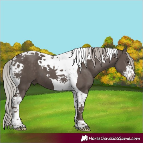 Horse Color:White Spotted Silver Black Tobiano