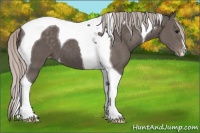 Horse Color:Silver Black Tobiano Varnish 