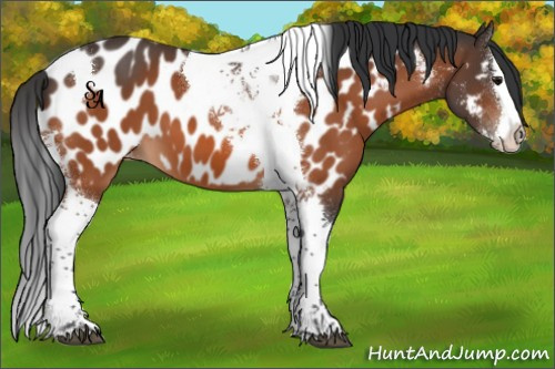 Horse Color:Bay Splash Tobiano Appaloosa 