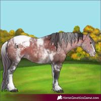 Horse Color:White Spotted Bay Splash Tobiano Appaloosa 