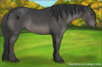 Horse Color:Black 