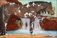 Horse Color:White Spotted Liver Chestnut