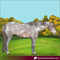 Horse Color:White Spotted Brown Sabino Varnish 