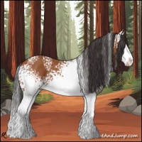 Horse Color:White Spotted Bay Splash 