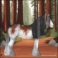Horse Color:White Spotted Brown Sabino Splash Rabicano 