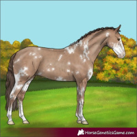Horse Color:White Spotted Classic Champagne Sabino 