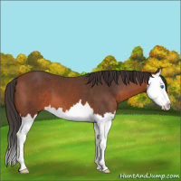 Horse Color:Bay Splash 