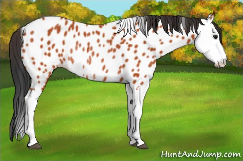Horse Color:Bay Splash Appaloosa Rabicano 