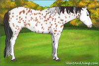 Horse Color:Bay Splash Appaloosa Rabicano 