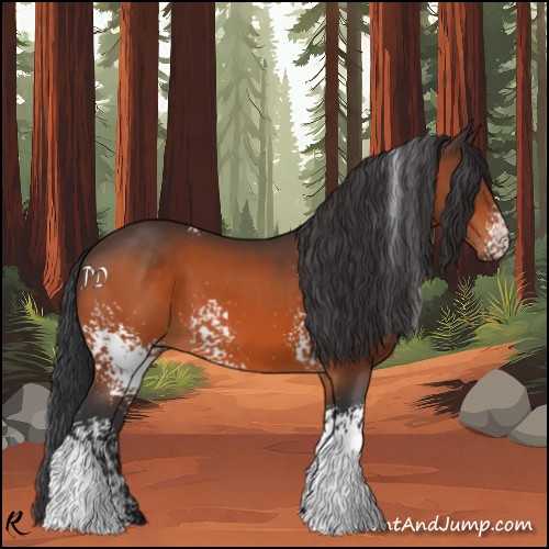 Horse Color:White Spotted Bay