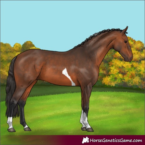 Horse Color:Bay Tobiano 